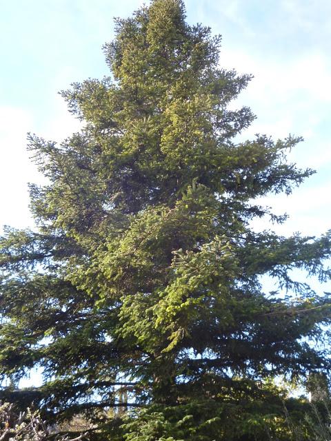 CALÇOTADA EN LES PECES, ALBINYANA...TARRAGONA, 11-03-2013...