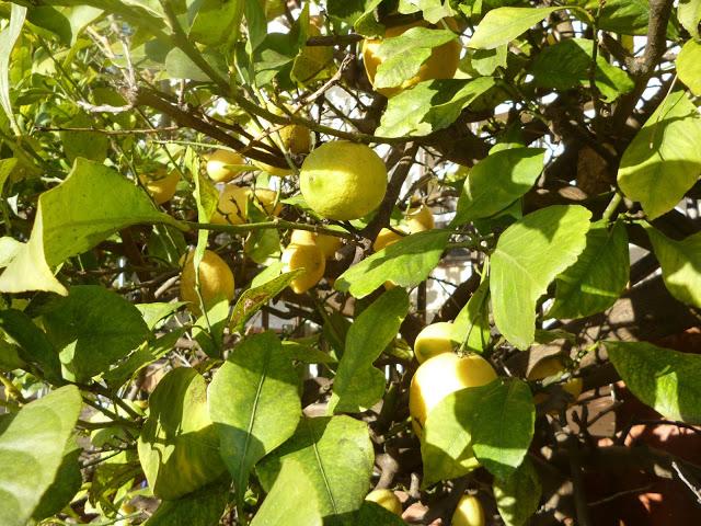 CALÇOTADA EN LES PECES, ALBINYANA...TARRAGONA, 11-03-2013...
