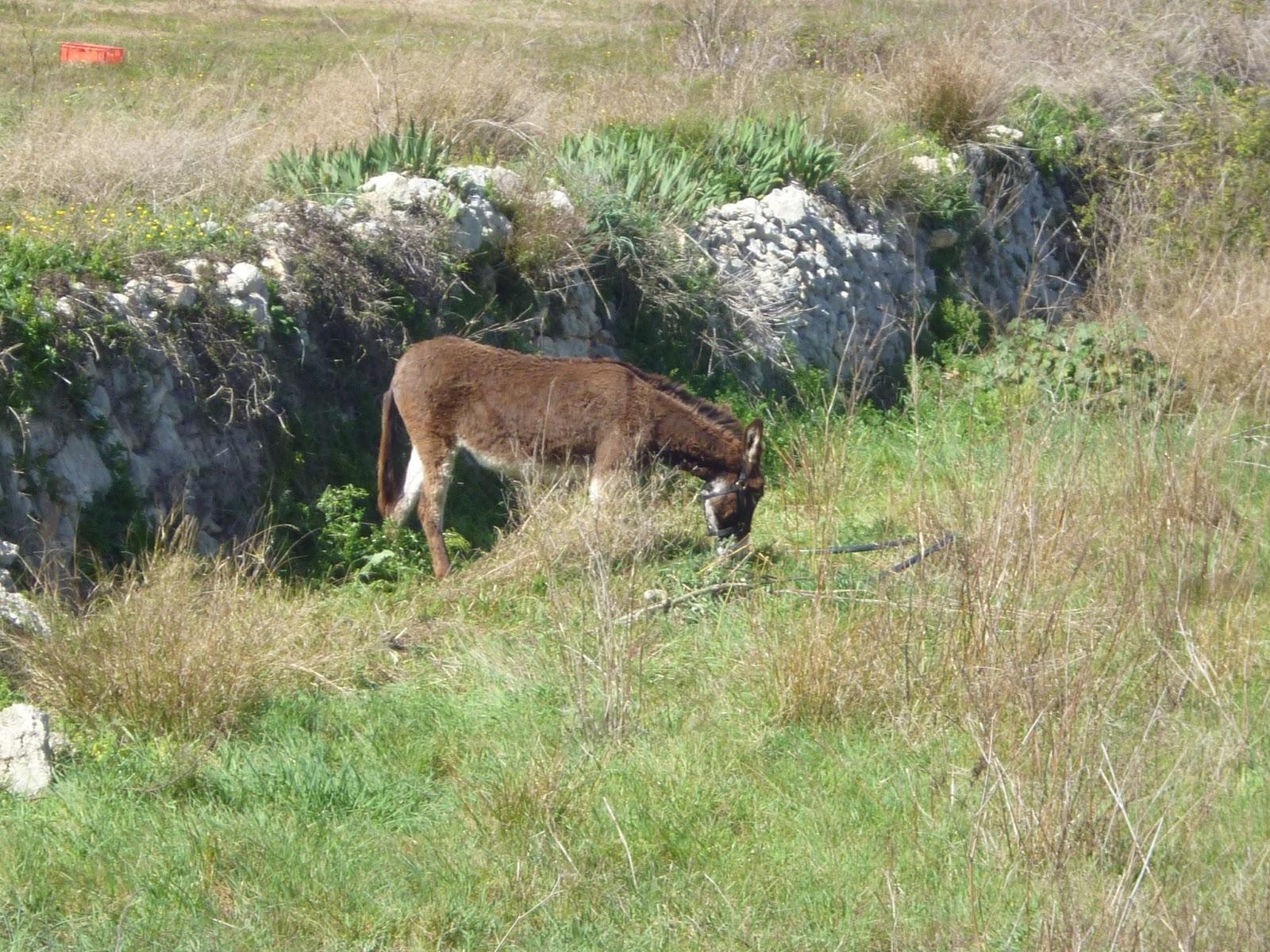CALÇOTADA EN LES PECES, ALBINYANA...TARRAGONA, 11-03-2013...