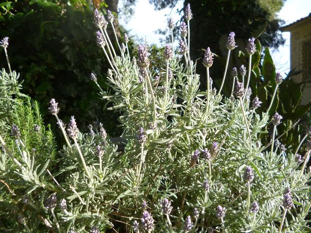 CALÇOTADA EN LES PECES, ALBINYANA...TARRAGONA, 11-03-2013...