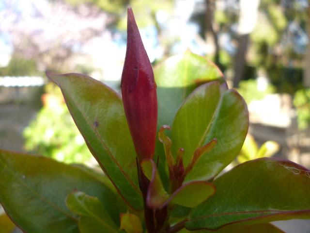 CALÇOTADA EN LES PECES, ALBINYANA...TARRAGONA, 11-03-2013...
