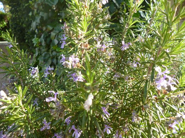 CALÇOTADA EN LES PECES, ALBINYANA...TARRAGONA, 11-03-2013...