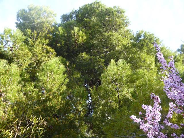 CALÇOTADA EN LES PECES, ALBINYANA...TARRAGONA, 11-03-2013...