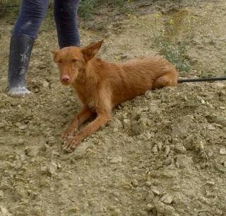 PODENCOS ABANDONADOS, ESTÁN EN LA CALLE. (Sevilla)