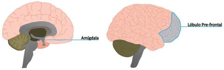 Inteligencia emocional y el cerebro 2.0