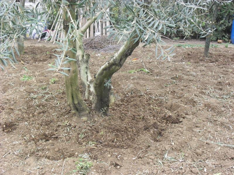 PREPARANDO LA NUEVA TEMPORADA DE LOS ARBOLES FRUTALES