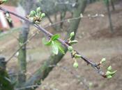 Preparando nueva temporada arboles frutales