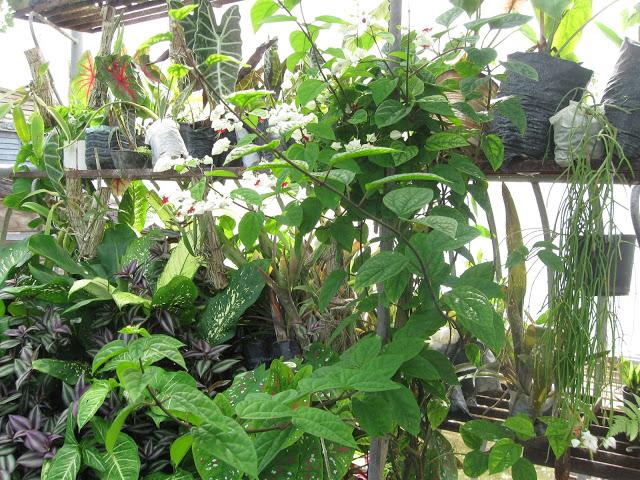 Un jardín encantado en la Villa.