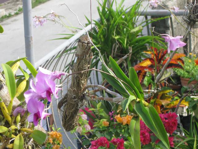 Un jardín encantado en la Villa.