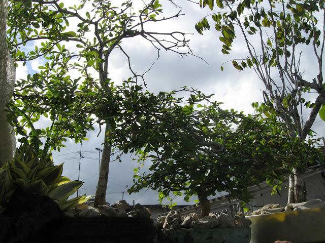 Un jardín encantado en la Villa.