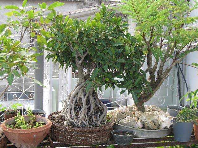 Un jardín encantado en la Villa.