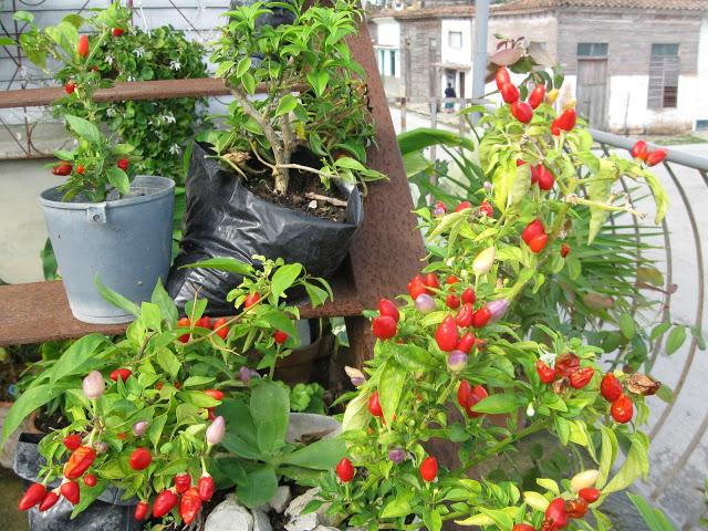 Un jardín encantado en la Villa.