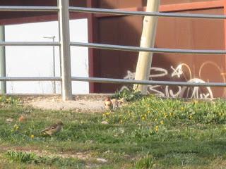 Un jilguero en el Canal...