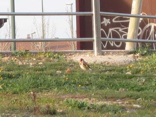 Un jilguero en el Canal...