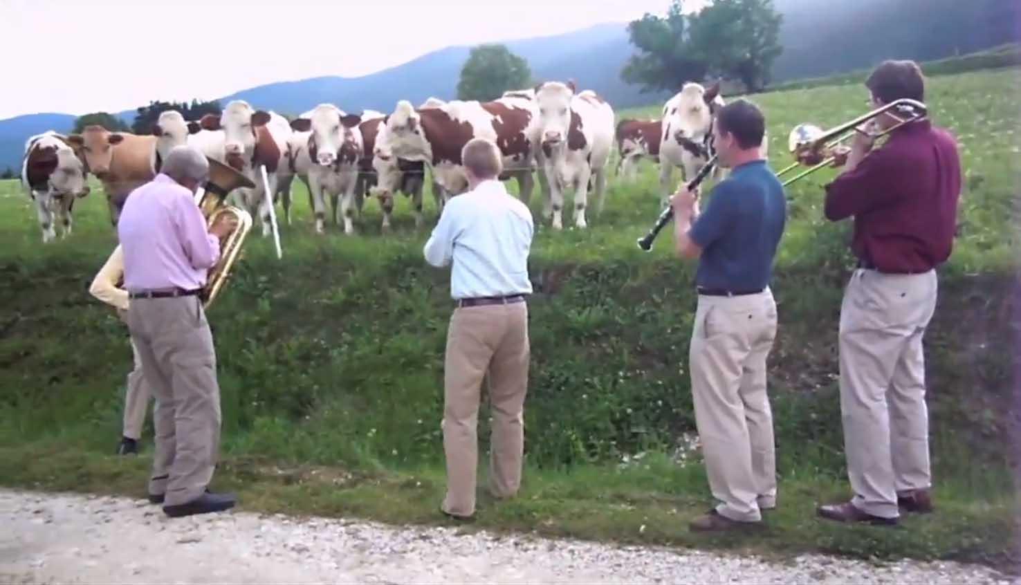 jazz for cows