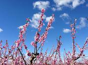 Paseo por... Campos frutales. Nectarinas