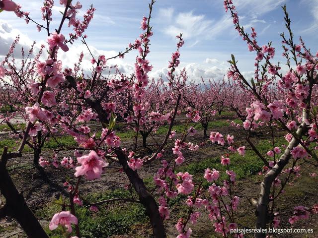 Paseo por... Campos de frutales. Nectarinas