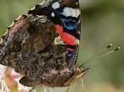 Vanessa atalanta (Linnaeus, 1758) Almirante rojo, vanesa, vulcana, mariposa reina