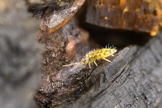 Para ampliar Entomobrya hacer clic