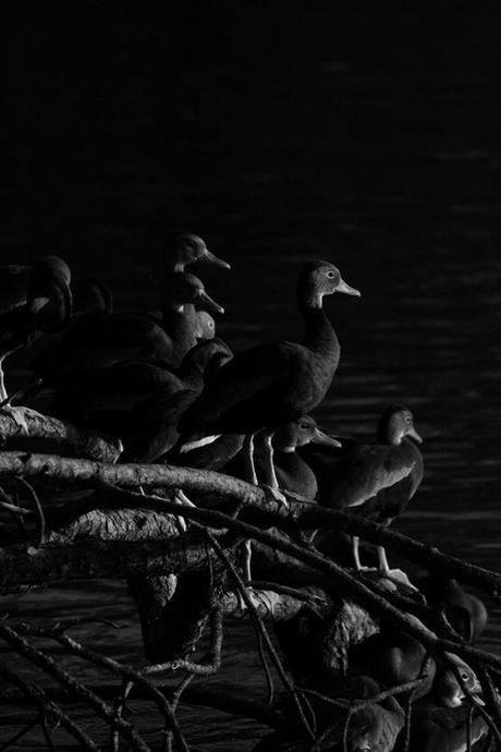 Y más asambleismo Nola Ducks