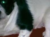 Chico, añitos, dueña muerto sigue solo piso.