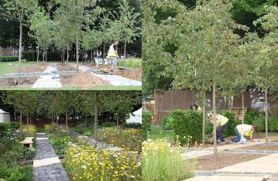 plantando-los-árboles-y-el-resultado-final