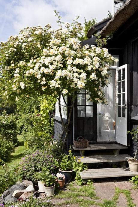 Entrada a porche con enredadera florida