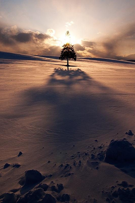 árbol de Navidad solitario