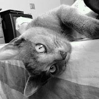 AnimaLove #1