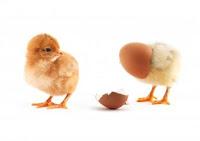 La tradicional mona de Pascua (dulce de semana santa)