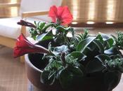 gusta..... llega primavera!