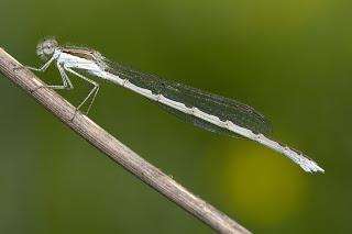 Para ampliar Sympecma fusca (Vander Linden, 1820) hacer clic