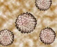 La vacuna frente virus del papiloma humano: es segura