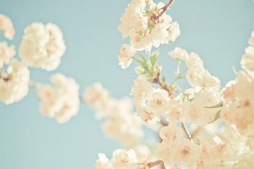 La pirmavera y SuiteBlanco