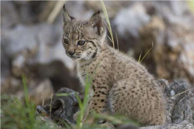 Cachorro de lince ibérico