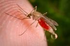 Mosquito Anopheles