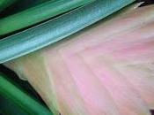 Conociendo Bromelias