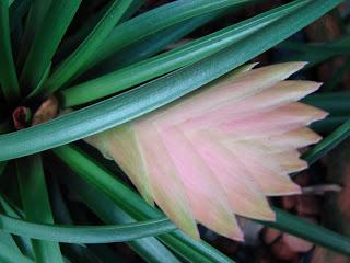 Conociendo a las Bromelias