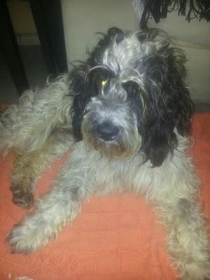 Buba,  cruce de aguas de 2 años atropellado en Huelva.