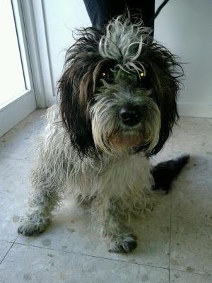 Buba,  cruce de aguas de 2 años atropellado en Huelva.