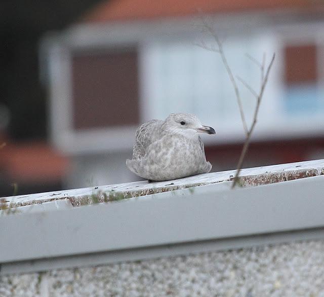 GAVIOTA ARGÉNTEA AMÉRICANA