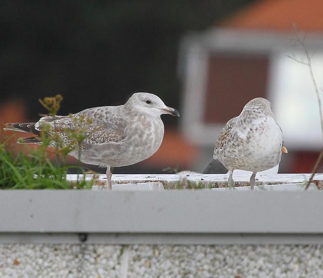 GAVIOTA ARGÉNTEA AMÉRICANA