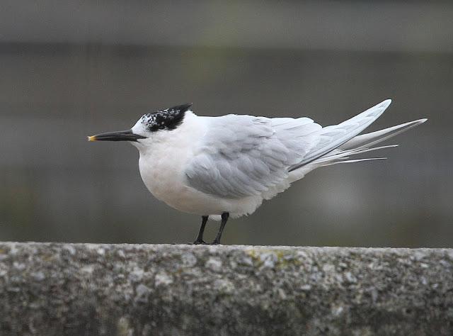 GAVIOTA ARGÉNTEA AMÉRICANA