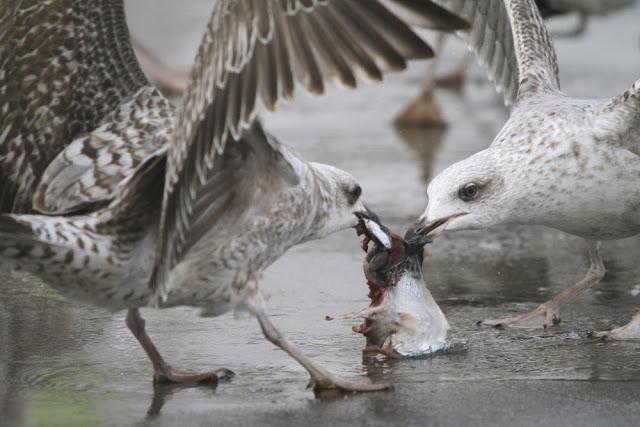 GAVIOTA ARGÉNTEA AMÉRICANA