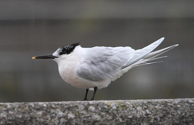 GAVIOTA ARGÉNTEA AMÉRICANA