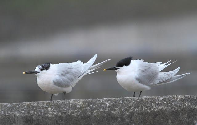 GAVIOTA ARGÉNTEA AMÉRICANA
