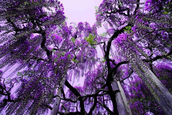 Wisteria