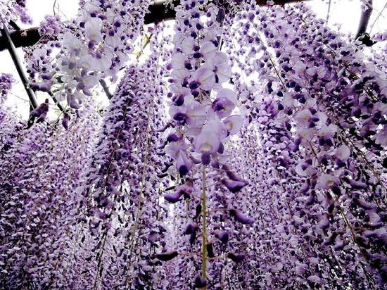 Wisteria