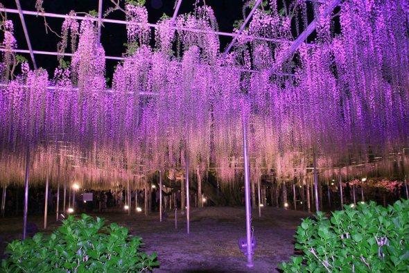 Wisteria