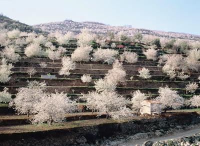 La floración en el Valle del Jerte anuncia la primavera y las mejores cerezas